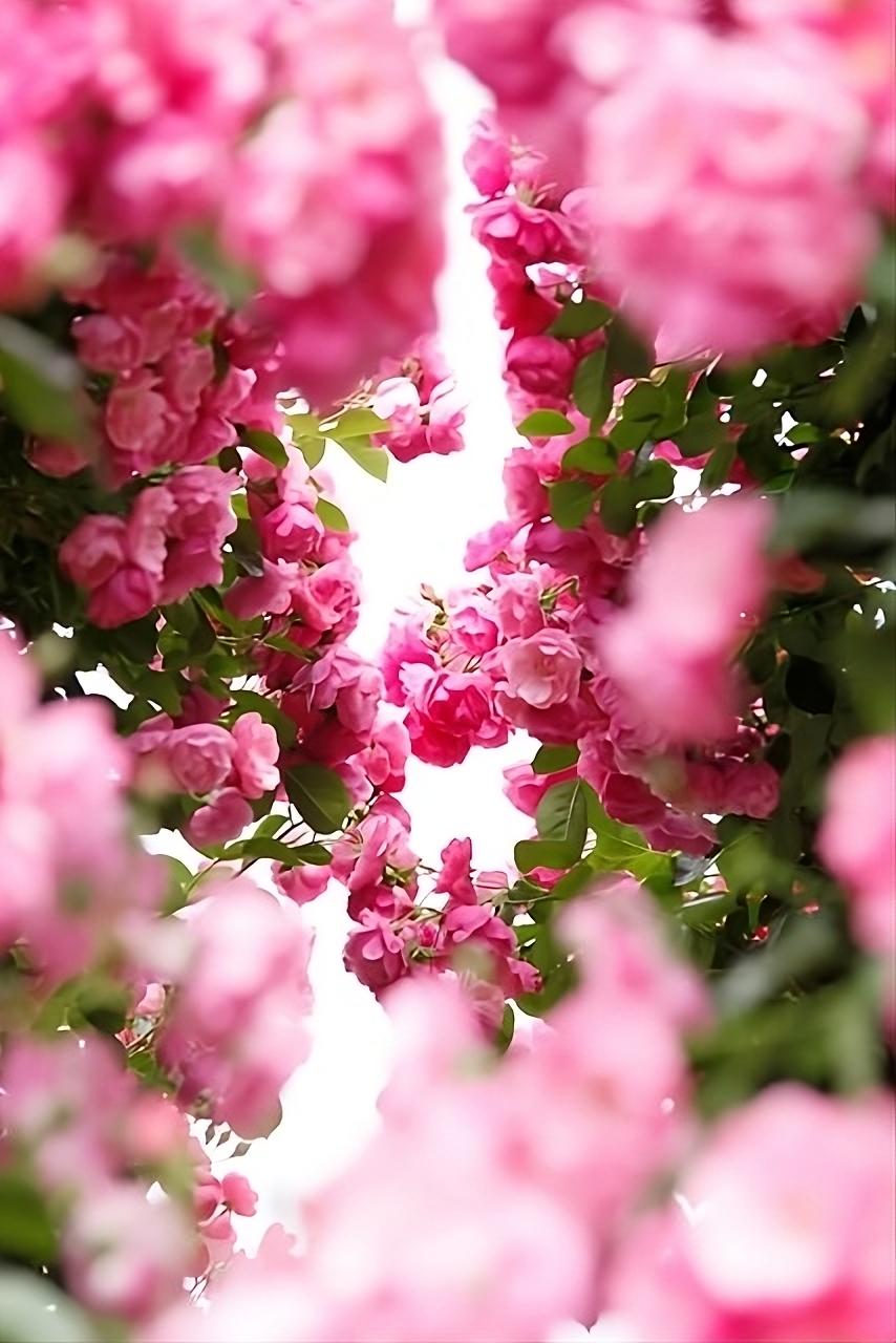 Majestic May Rose | marocMaroc